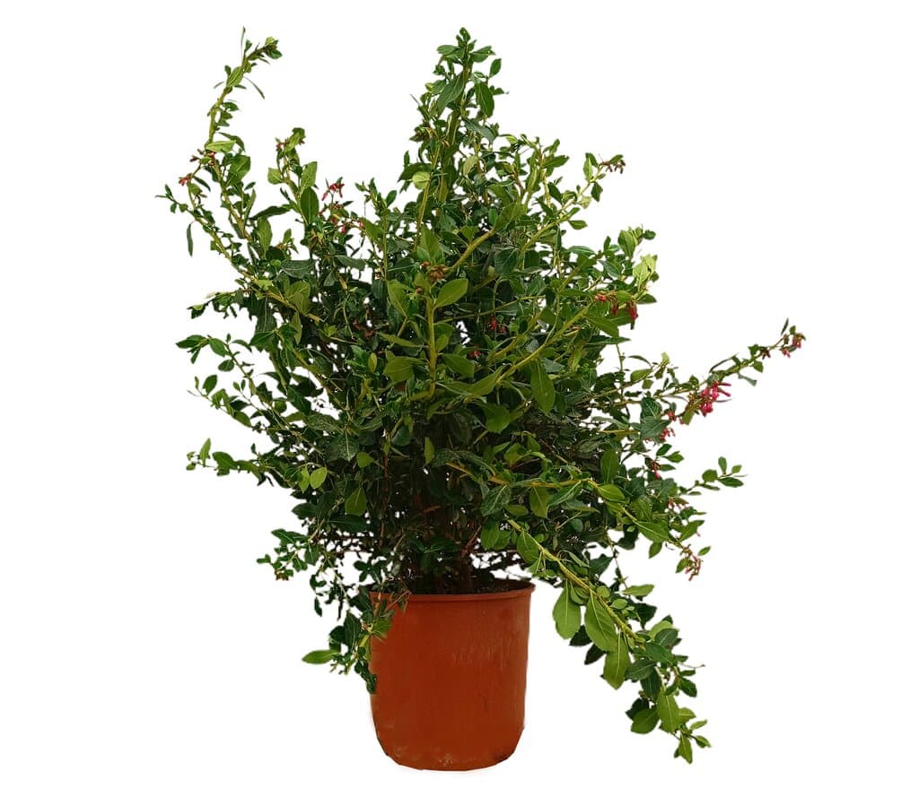 Escallonia Rubra Macrantha M25 70cm