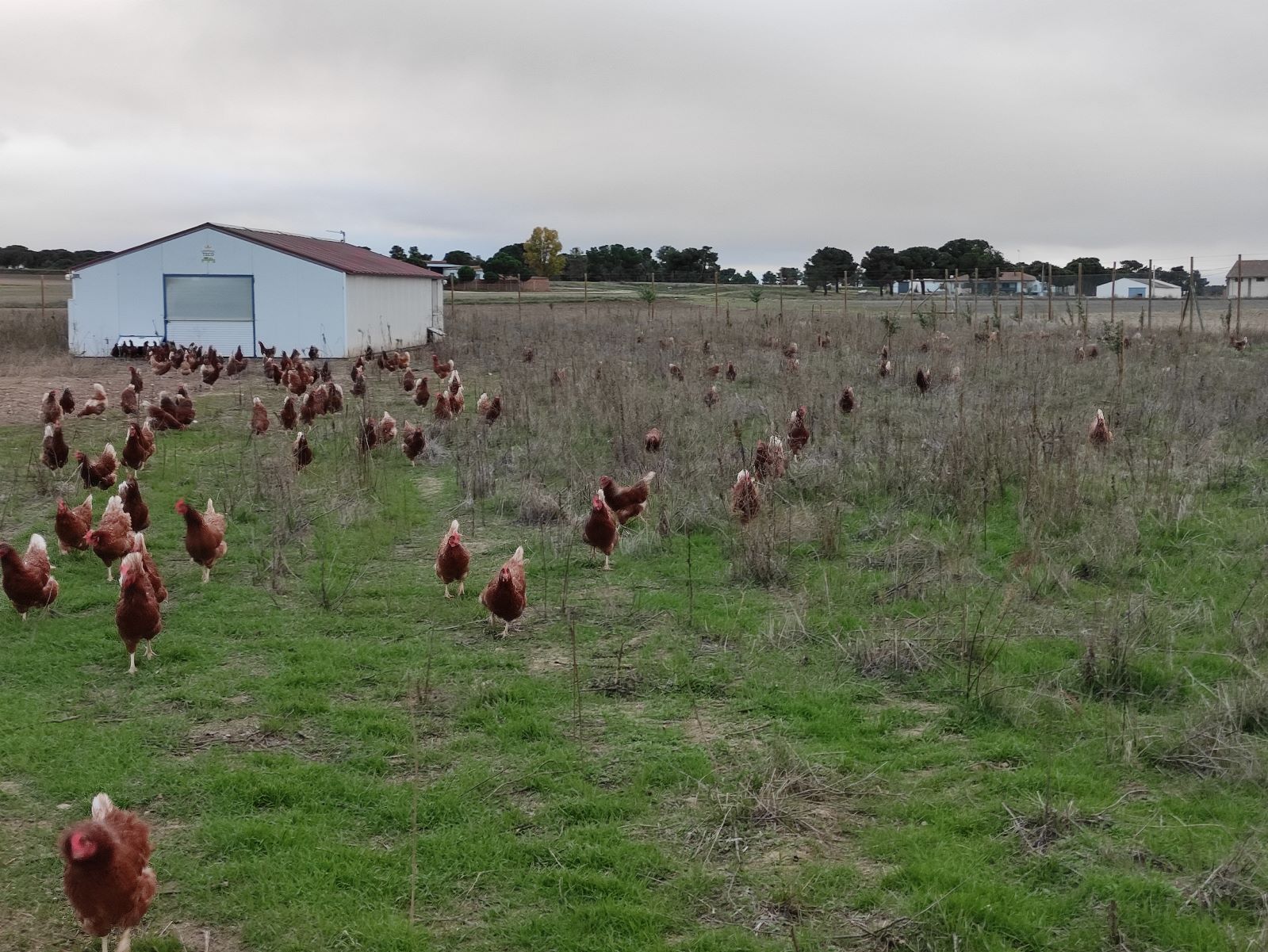 Huevos Ecológicos de Pastoreo Regenerativo (2 Docenas en estuches de 6)_2