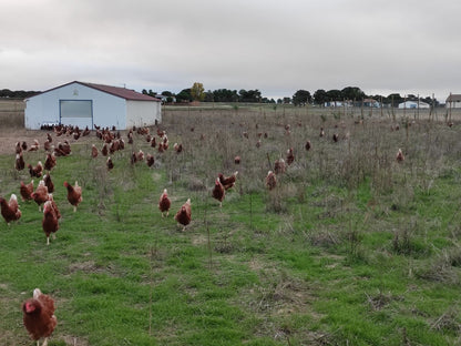 Huevos Ecológicos de Pastoreo Regenerativo (2 Docenas en estuches de 6)_2