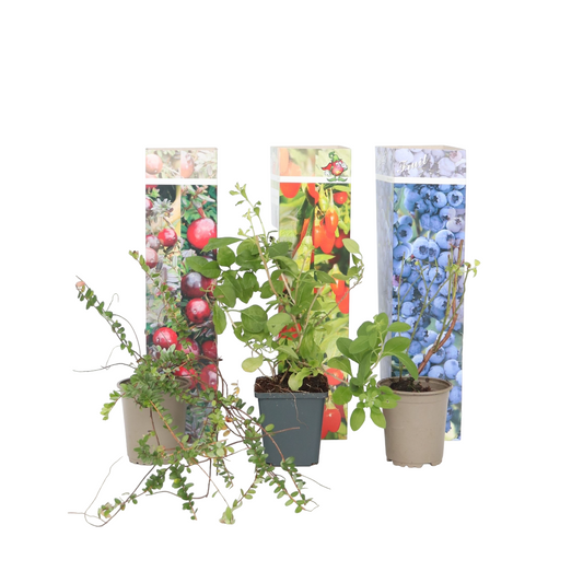 Mezcla De Superfrutas - 6 Pzs - Actinidia Vaccinium - Altura 25-40cm - ⌀9cm_0