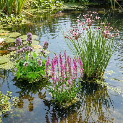 Salicaria Lythrum Salicaria Planta Estanque - Set 4 Plantas Con Cesta Y Sustrato_2