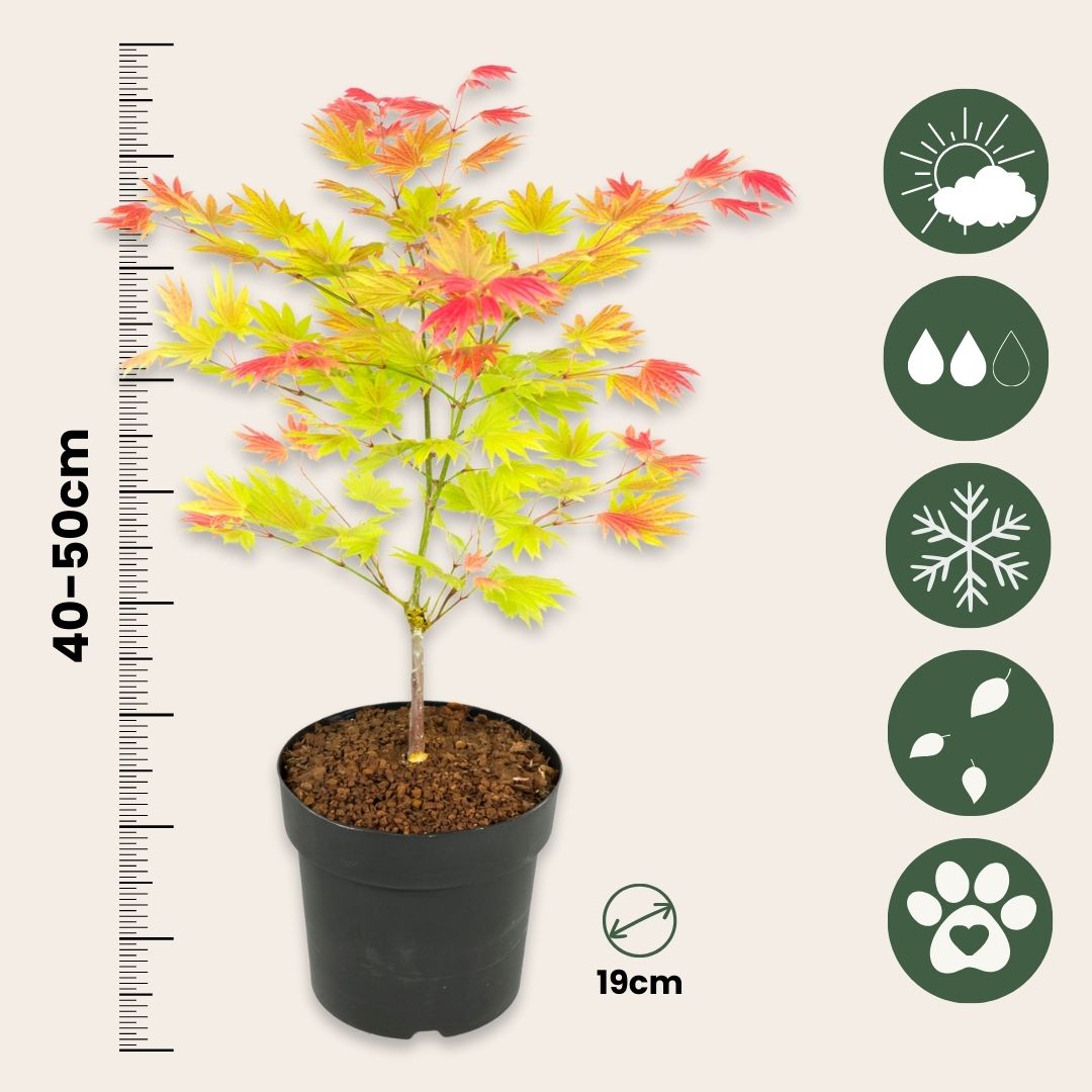 Arce Japonés - 2 Pzs - Acer Palmatum 'moonrise' - Altura 40-50cm - ⌀19cm_2