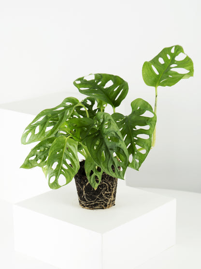 Monstera Adansonii | Altura 35cm - Diámetro 12cm