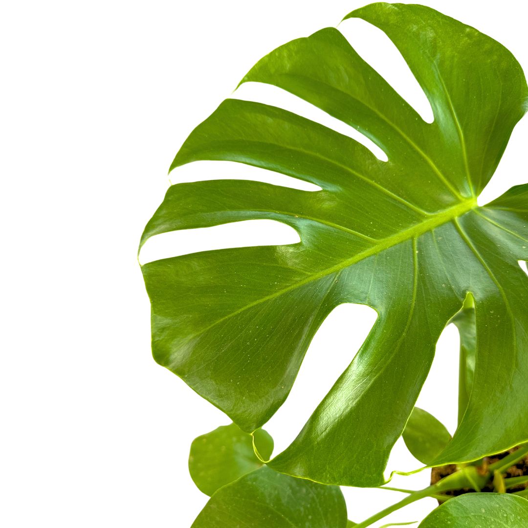 Monstera Deliciosa O Costilla De Adán Planta De Interior Resistente_1