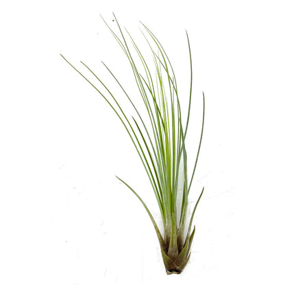 Tillandsia Juncifolia 20cm Alto X 10cm Ancho_0