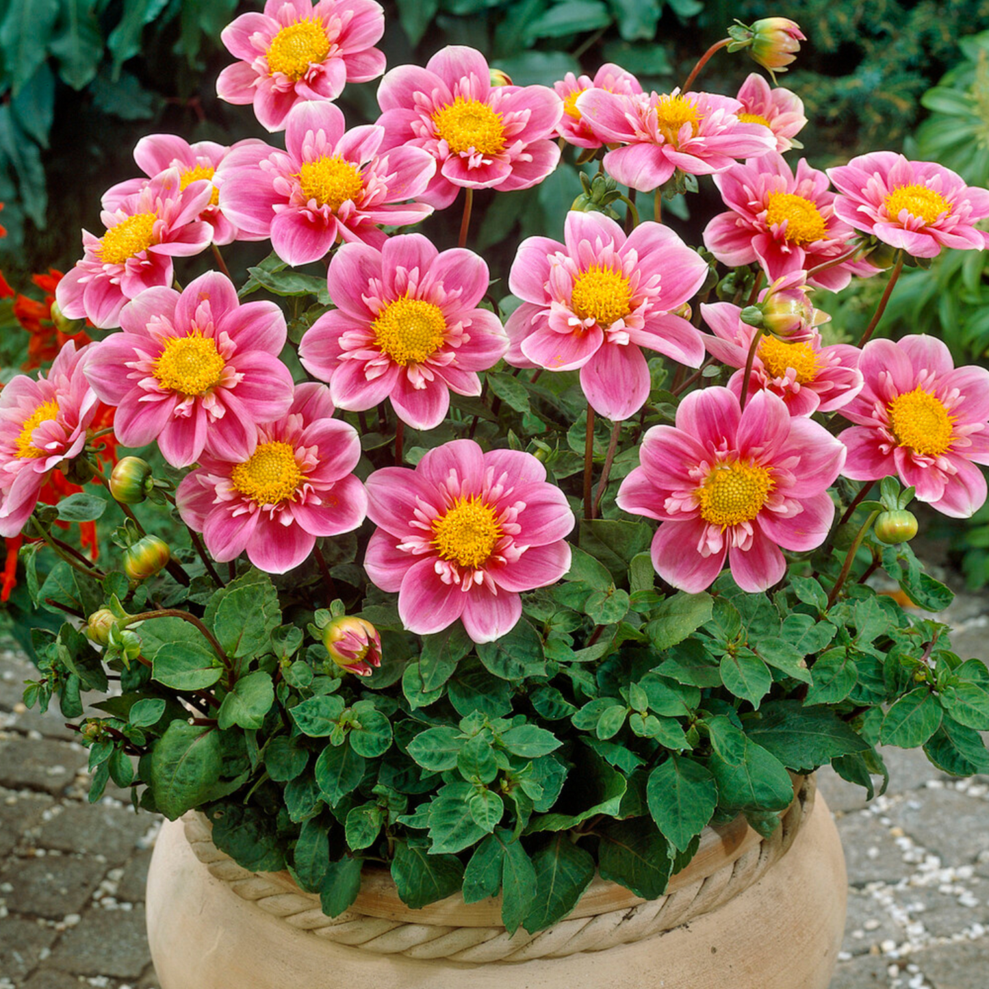 Tubérculos De Dalia - 4 Pzs - Dahlia 'purple Love' - Púrpura_3