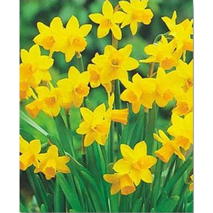 Narciso Tete A Tete M12 15cm_1