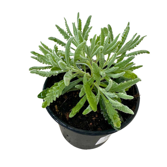 Lavanda Officinalis Planta Ornamental Para Jardines Y Macetas Maceta 23cm_0
