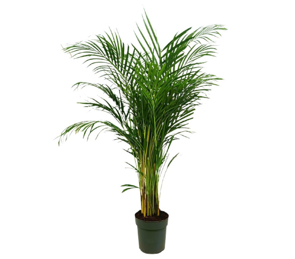 Areca Lutescens M23 130-150cm_0