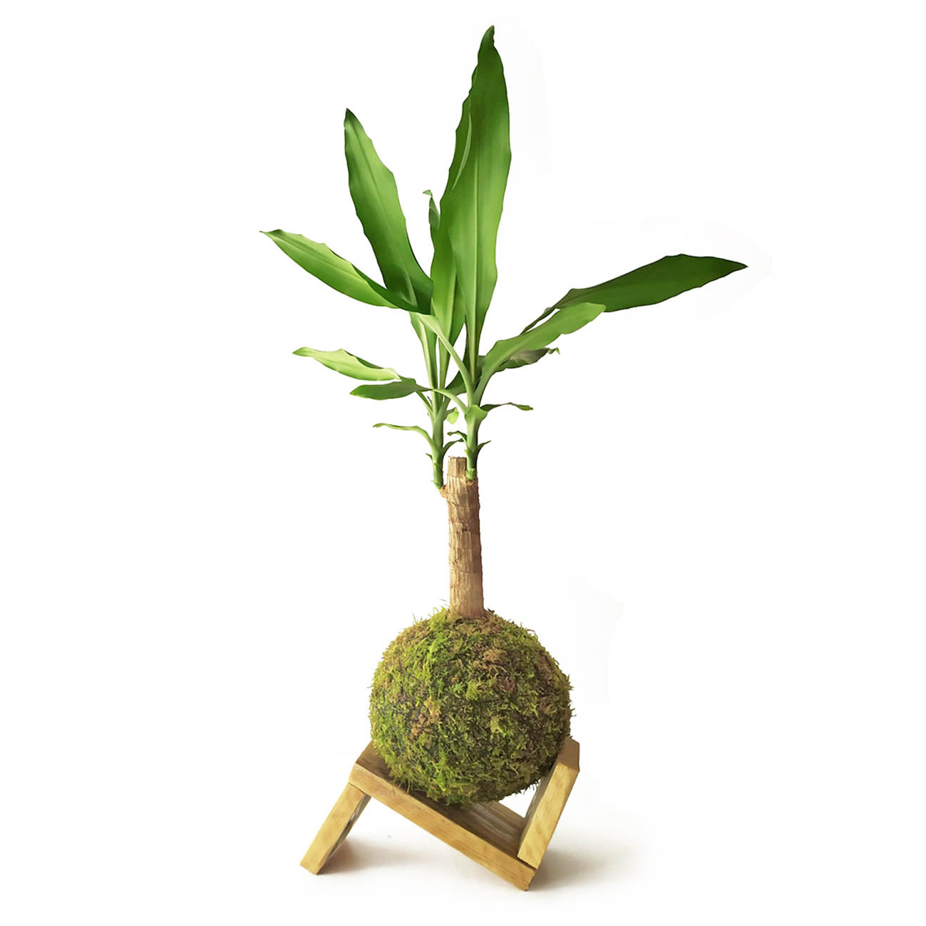 Tronco De Brasil En Kokedama_1