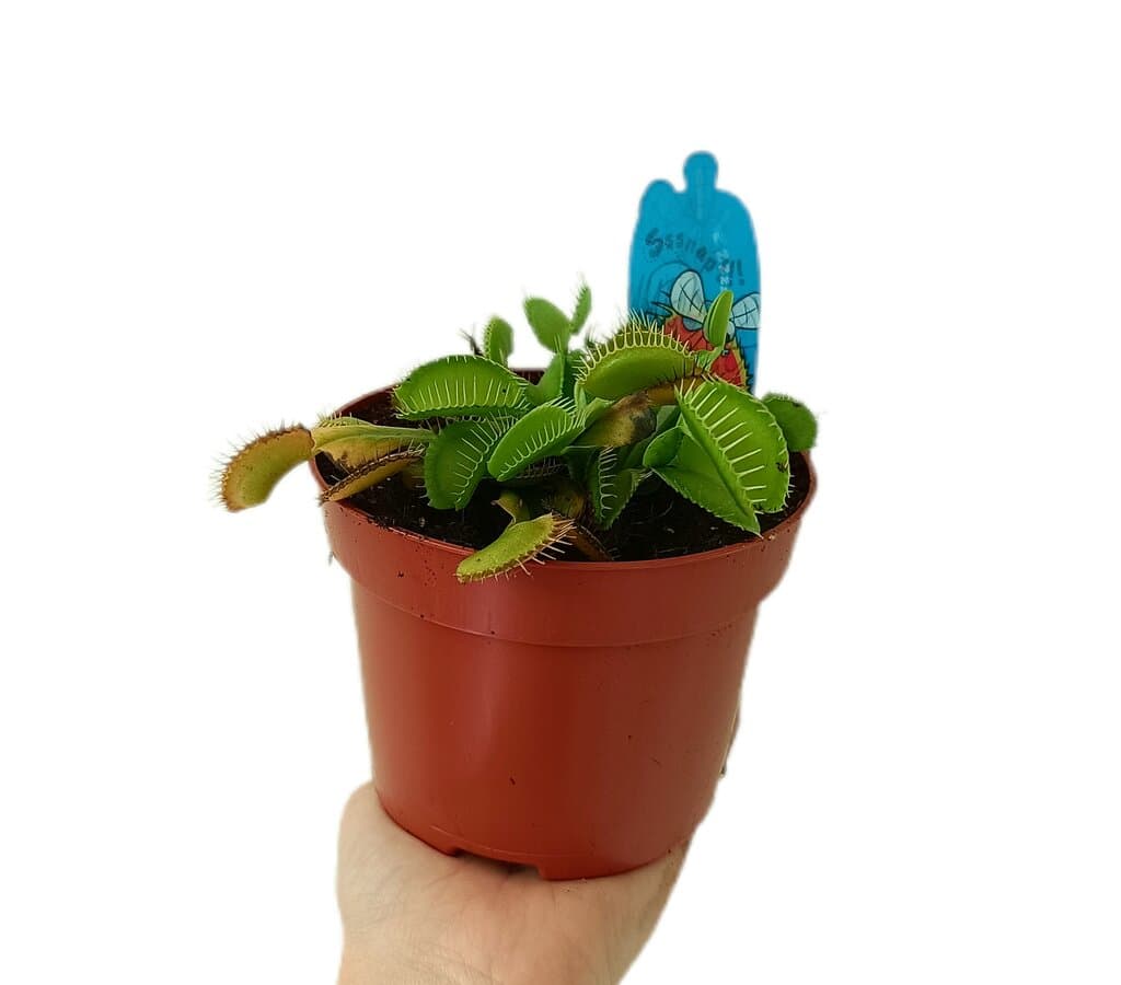 Dionaea Crocodrile M12_0