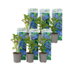 Hortensia - 6 Pzs - Hydrangea Macrophylla 'early Blue' - Altura 25-40cm - ⌀9cm