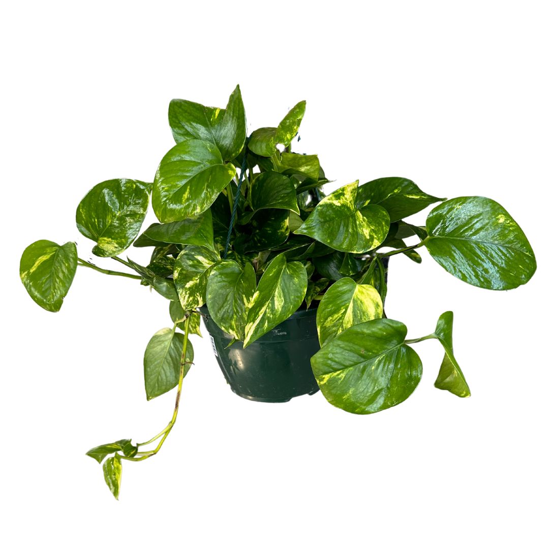 Pothos Colgante Planta De Interior Muy Resistente (epipremnum Aureum) Maceta 15cm_0