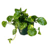 Pothos Colgante Planta De Interior Muy Resistente (epipremnum Aureum) Maceta 15cm