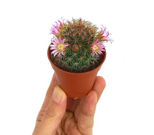 Cactus Mammillaria M6_0