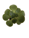 Aeonium Lily Pad Planta Suculenta Ø5