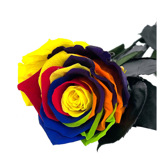 Mundo Eterno Rosa Preservada Multicolor 35cm_0