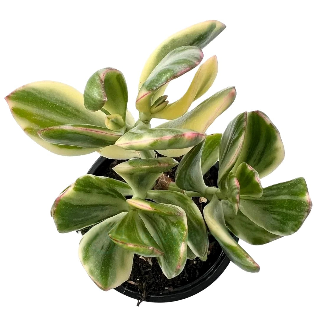 Crassula Ovata ‘lemon And Lime’; Planta Suculenta Variegada; Curiosarium; Diámetro Maceta 10,5 Cm_0