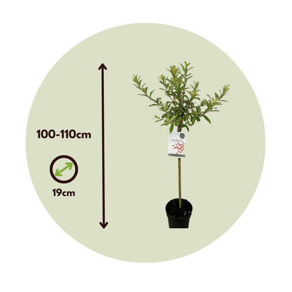 Sauce Arbustivo - Salix Gracilistyla 'mount Aso' - Altura 100-110cm - ⌀19cm_2