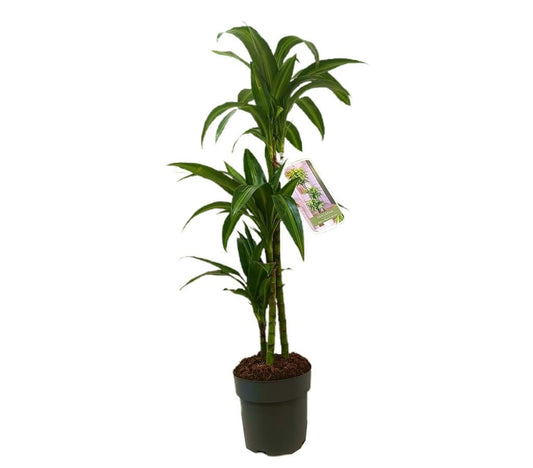 Dracena Hawaian Sunshine 3 Tallos M20 100-120cm