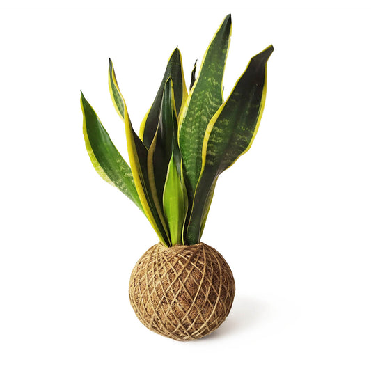 Kokedama Sansevieria / Kokedamus / - Elaboración Artesanal Fibra Coco_0