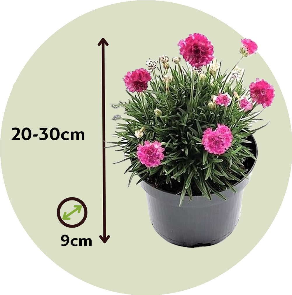 Clavel De Playas - 6 Pzs - Armeria Maritima 'deep Rose' - Altura 20-30cm - ⌀12cm_2