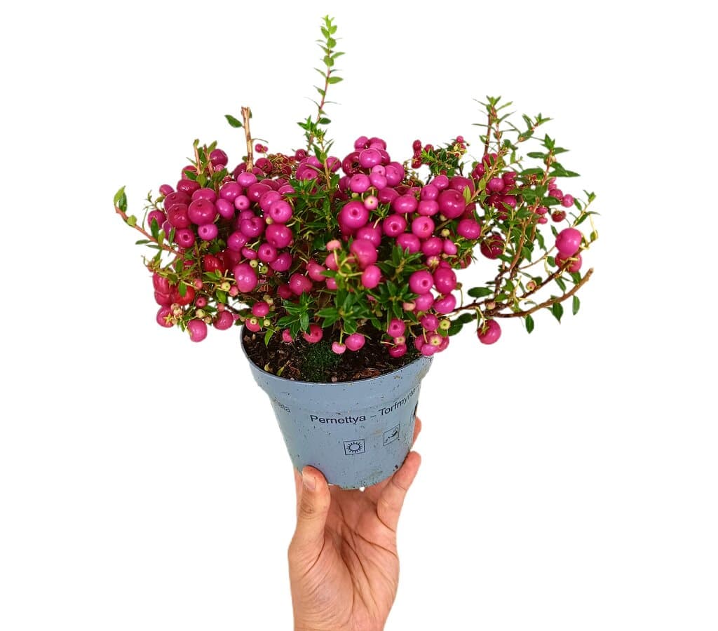 Pernetya M14_0