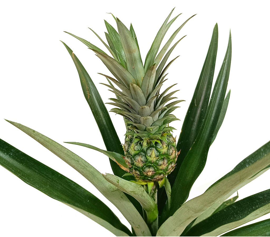 Anana Comosus M14 50cm (planta De La Piña)_1
