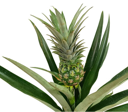 Anana Comosus M14 50cm (planta De La Piña)_1