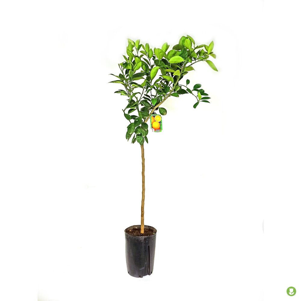 Naranjo Navelate M20 90-120cm_0