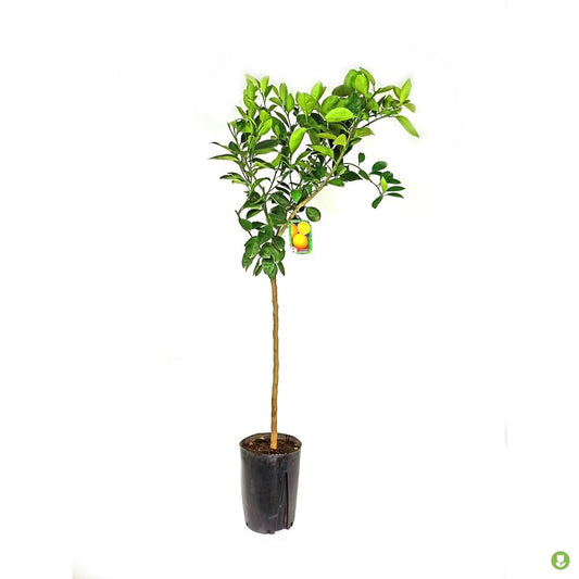 Naranjo Navelate M20 90-120cm_0
