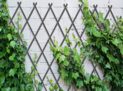 Celosia Plastica| Composicion 100% Pvc| Tutor De Plantas| Resistente| Decoracion Jardin