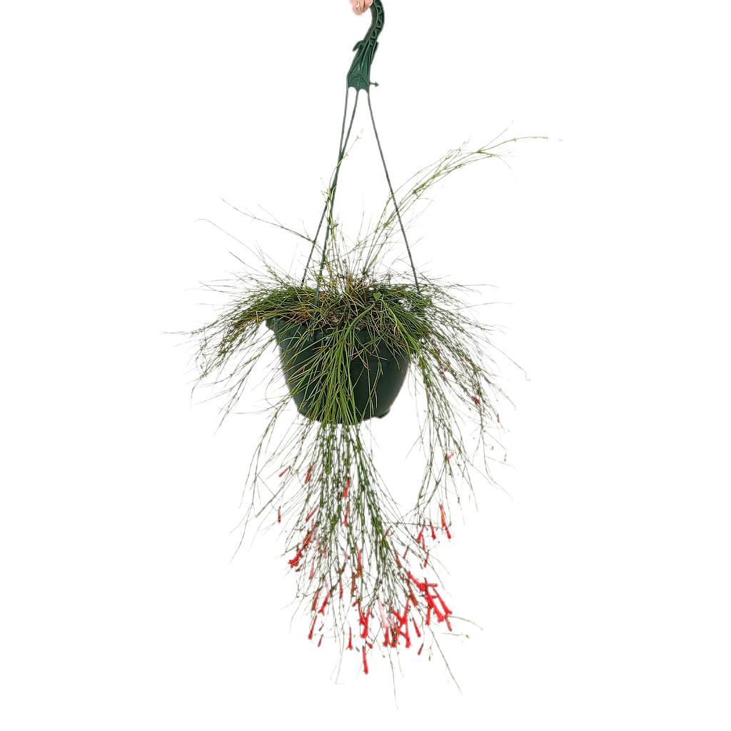 Russelia Equisetiformis M20_0