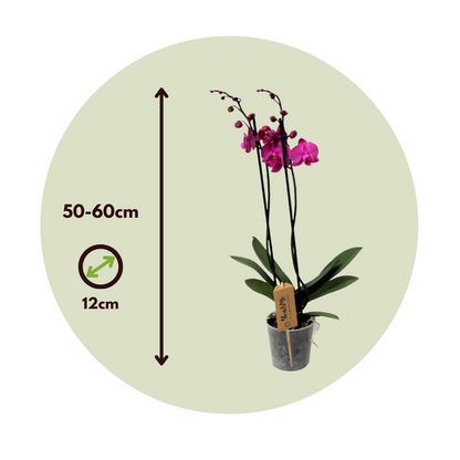 Orqídea Phalaenopsis - Phalaenopsis - Altura 50-60cm - ⌀12cm_2