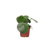 Corazón De Hombre - Peperomia Polybotrya - Altura 20-30cm - ⌀12cm