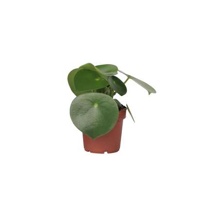 Corazón De Hombre - Peperomia Polybotrya - Altura 20-30cm - ⌀12cm