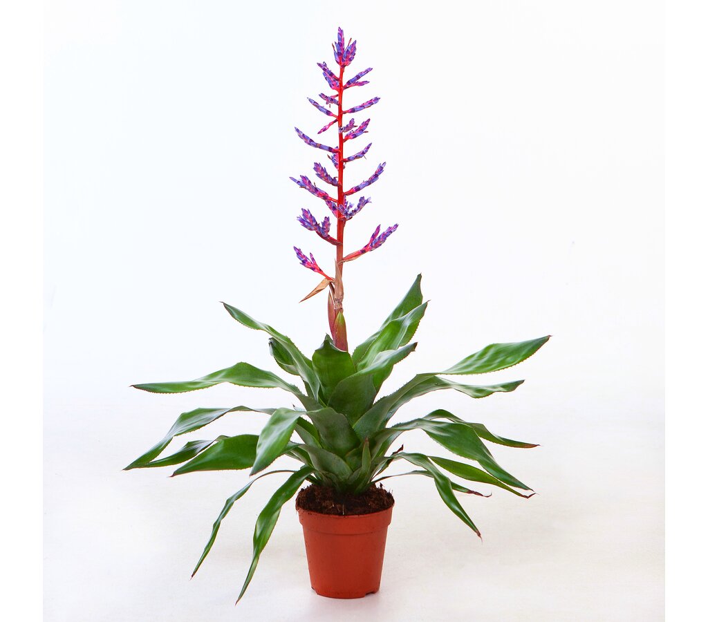 Aechmea Blue Rain M15 75cm_0