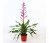 Aechmea Blue Rain M15 75cm