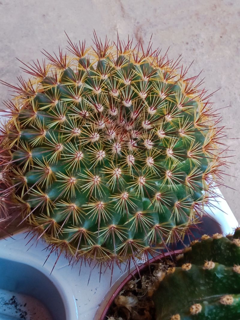 Planta Cactus Mammillaria Guinsa Maru Ø8 Cm