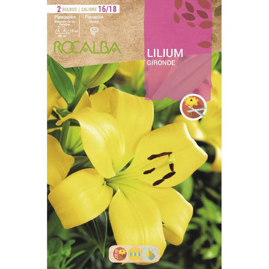 Bulbo Lilium asiatic amarillo 2 uds