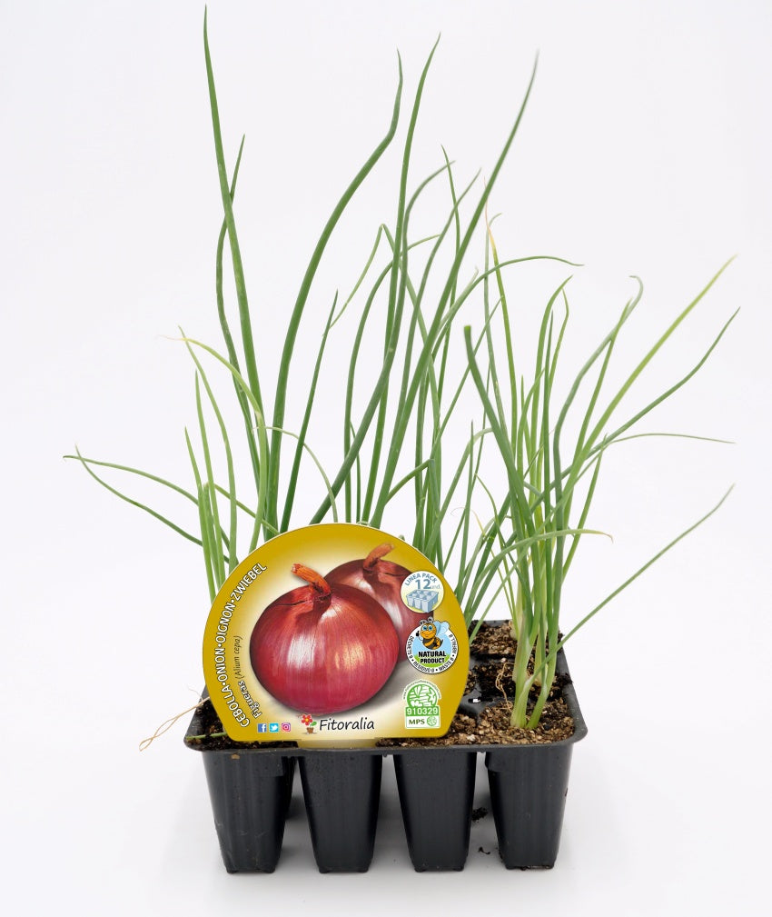 Pack Plantones Cebolla Figueras 12 Ud. Natural - Fitoralia_0