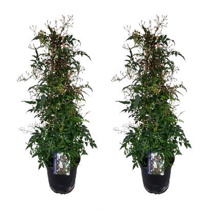Jazmín - 2 Pzs - Jasminum Polyanthum - Altura 60-70cm - ⌀17cm_0