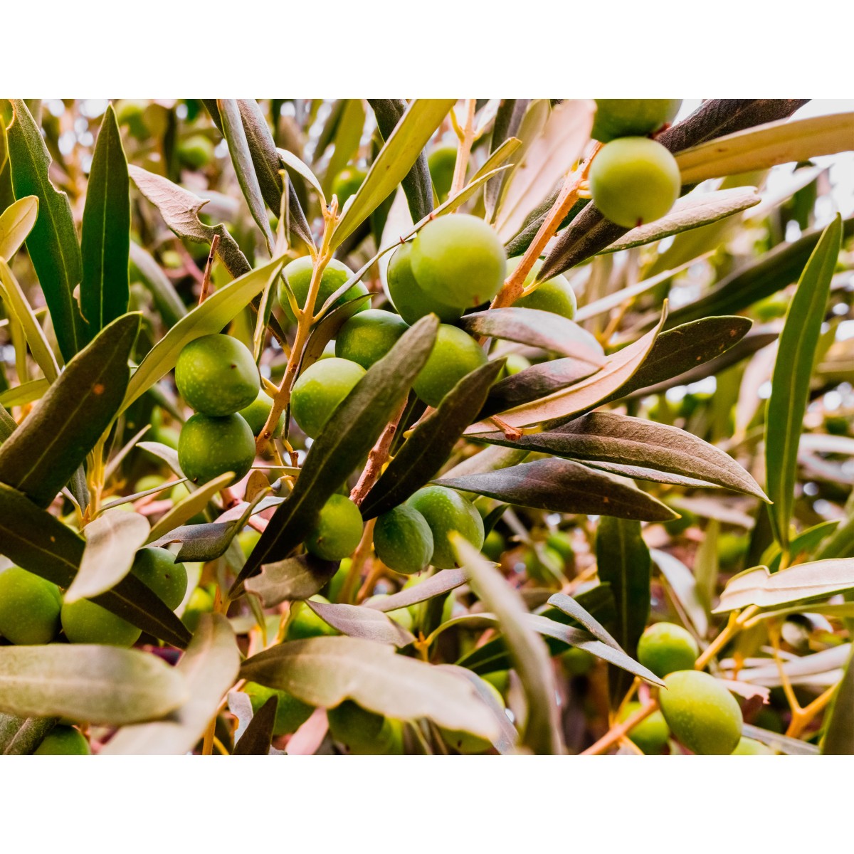 Abono Olivo Ecológico Cultivers 1 Kg_3