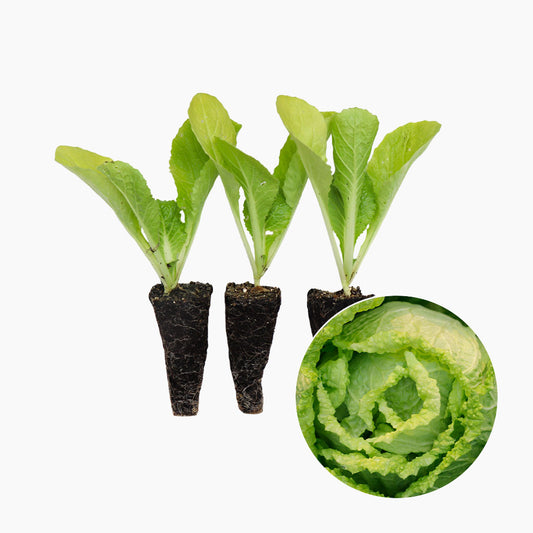 Plantón Col China 3 Unidades - PlantaBo_0