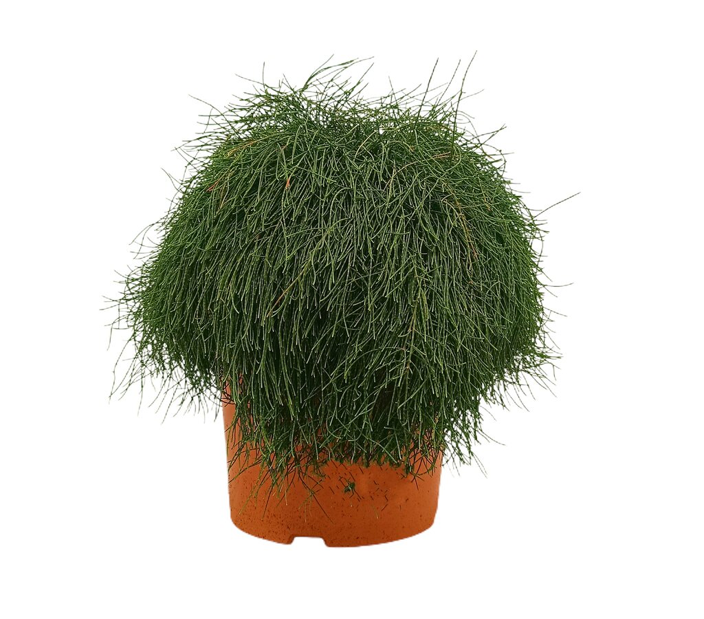 Casuarina Glauca M24 45cm_0