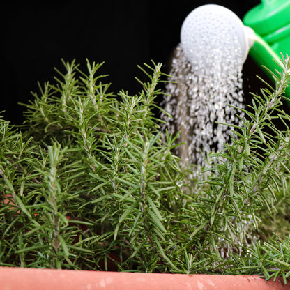 Maceta Romero Semi Rastrero 10,5 Cm - Plantabo_1