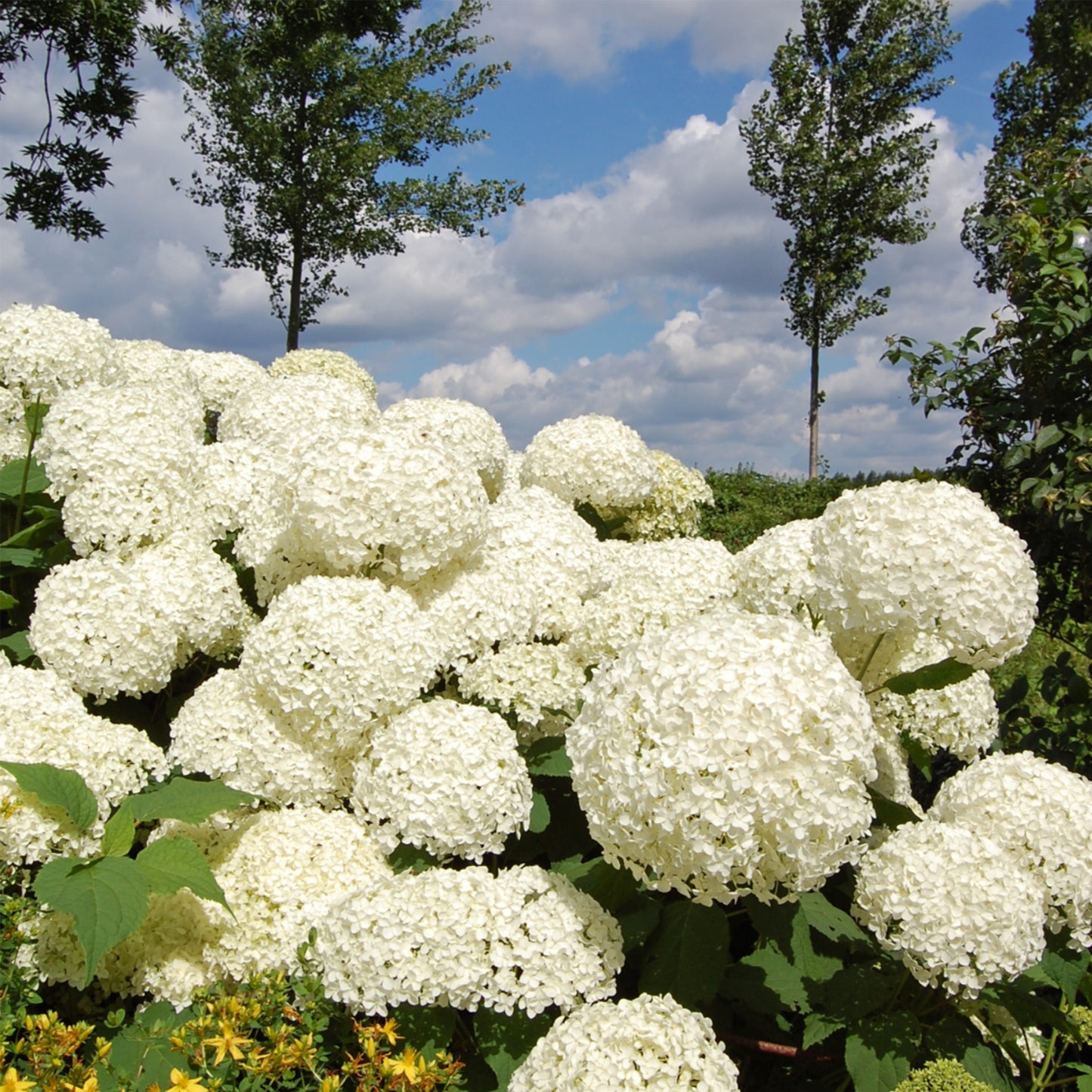 Hortensia - 2 Pzs - Hydrangea 'strong Annabelle' - Altura 30-40cm - ⌀19cm