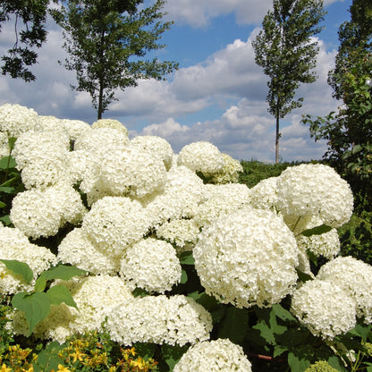 Hortensia - 2 Pzs - Hydrangea 'strong Annabelle' - Altura 30-40cm - ⌀19cm