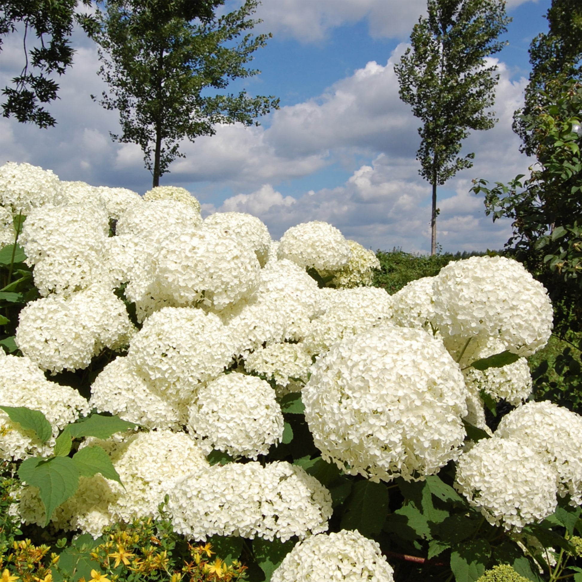 Hortensia - Hydrangea 'strong Annabelle' - Altura 30-40cm - ⌀19cm