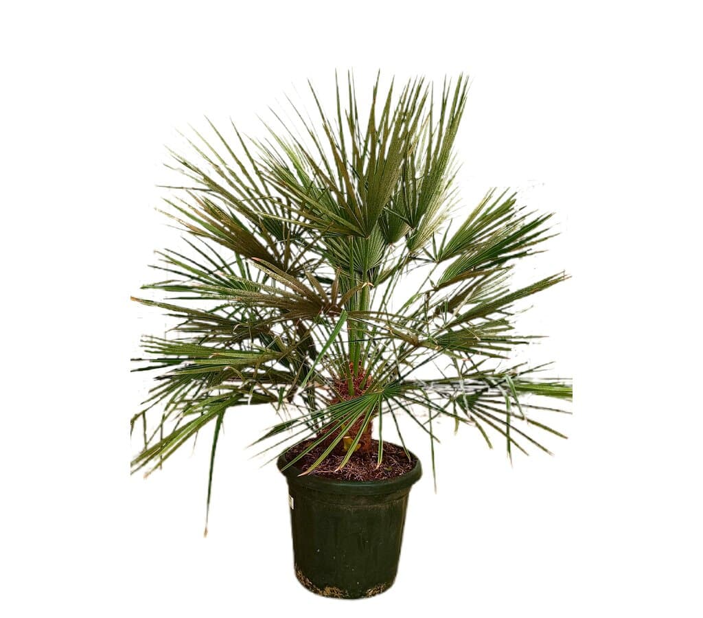 Chamaerops Humilis M35  100-120cm_0